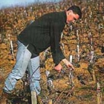 Vine pruning in Gaillac Vine pruning in Gaillac