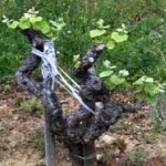 Work in the vineyard - goblet pruning Work in the vineyard - goblet pruning