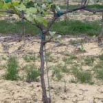 Work in the vineyard - royat pruning Work in the vineyard - royat pruning