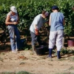 Domaine Vayssette harvest Domaine Vayssette harvest