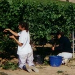 Vayssette manual harvest Vayssette manual harvest