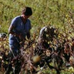 Late harvest Gaillac Late harvest Gaillac